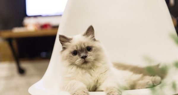 如何辅助猫咪技能提升（探讨如何通过饮食）