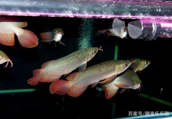 阳泉龙鱼成体多大能繁殖后代：龙鱼成体多大能繁殖后代， 龙鱼百科 广州水族批发市场第1张