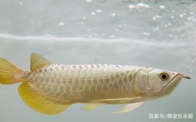 朔州龙鱼好繁殖吗（如何提高龙鱼的繁殖成功率） 龙鱼百科 广州水族批发市场第2张