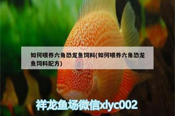 象鼻鱼繁殖期营养需求 龙鱼疾病与治疗