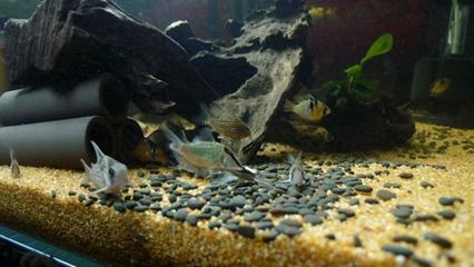 三间鼠鱼繁殖期水质监测要点 龙鱼疾病与治疗 第3张