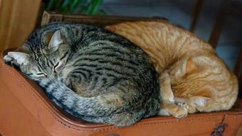 检查猫咪骨头需要多少钱？
