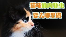检查猫咪骨头需要多少钱？