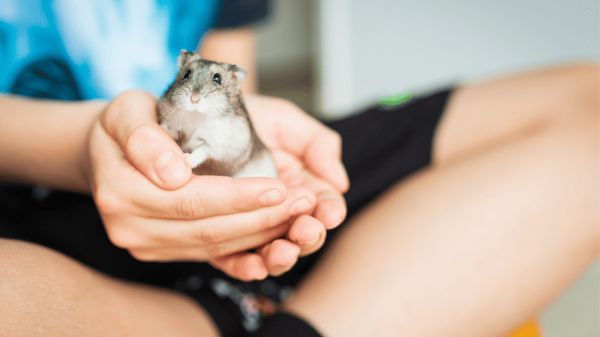 宠物仓鼠