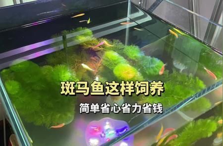 植物性饲料为辅斑马鱼专用饲料品牌推荐斑马鱼饲料配方（斑马鱼饲料保存方式） 龙鱼疾病与治疗 第2张