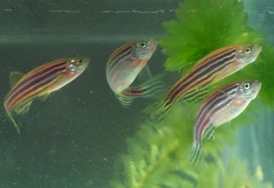 植物性饲料为辅斑马鱼专用饲料品牌推荐斑马鱼饲料配方（斑马鱼饲料保存方式） 龙鱼疾病与治疗 第5张