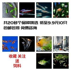 植物性饲料为辅斑马鱼专用饲料品牌推荐斑马鱼饲料配方（斑马鱼饲料保存方式） 龙鱼疾病与治疗 第4张