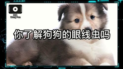 你了解狗狗的眼线虫吗？