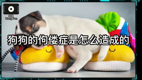 狗狗的佝偻症是怎么造成的？