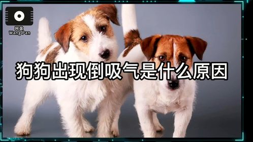 狗狗出现倒吸气是什么原因？