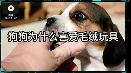 狗狗为什么喜爱毛绒玩具