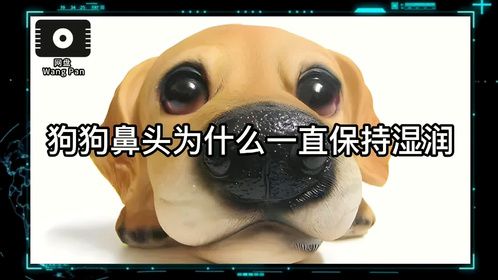 狗狗鼻头为什么一直保持湿润？
