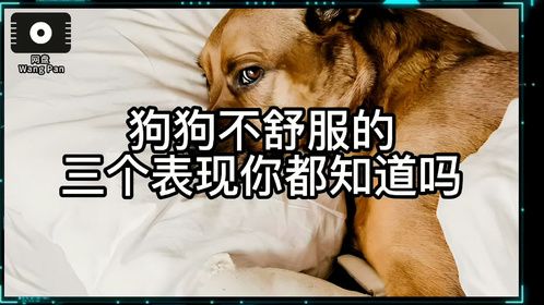 狗狗不舒服的三个表现！你都知道吗？
