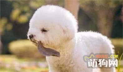 运动量小的5种狗狗，总有一种适合“懒人”的你！