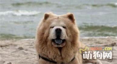 运动量小的5种狗狗，总有一种适合“懒人”的你！