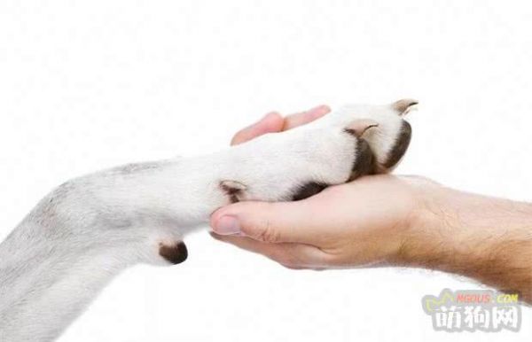 解读狗狗异常行为②——异常摄食、偷看主人、躲闪伸手
