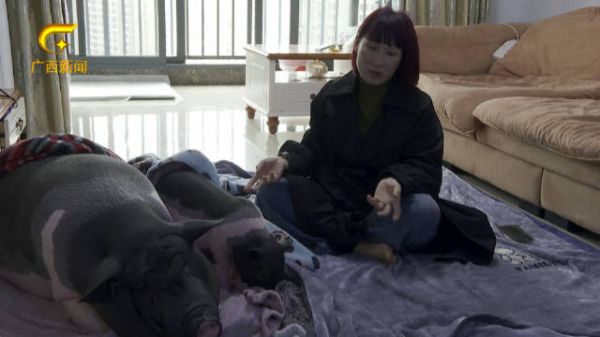 南宁:300多斤宠物猪 自己如厕常洗澡