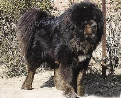 獒中最蠢——猪獒,命运坎坷