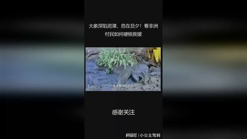 大象深陷泥潭，危在旦夕！看非洲村民如何硬核救援