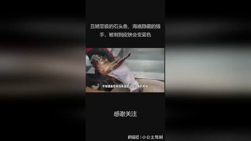 丑陋至极的石头鱼，海底隐藏的猎手，被刺到皮肤会变蓝色