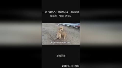 一只“嫉妒心”贼强的小象，撒娇卖萌耍无赖，网友：太萌了