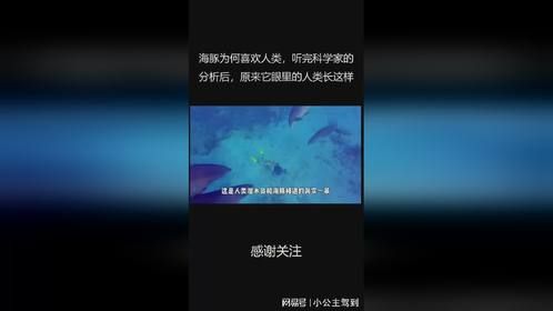 海豚为何喜欢人类，听完科学家的分析后，原来它眼里的人类长这样