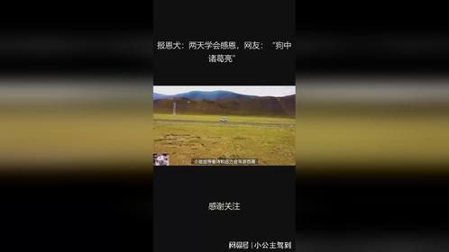 报恩犬：两天学会感恩，网友：“狗中诸葛亮”