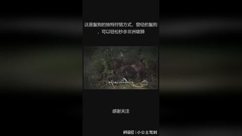 这是鬣狗的独特狩猎方式，曾经的鬣狗，可以轻松秒杀非洲雄狮