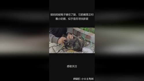 猫妈妈被绳子缠住了腿，它的嘴里正叼着小奶猫，似乎是在寻找新家