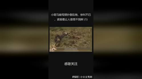 小斑马被母狮扑倒在地，惨叫不已，紧接着让人意想不到啊 (1)