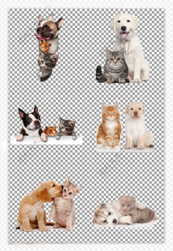 宠物猫咪与宠物狗图片