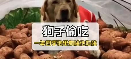 人和狗共享的食物之旅（探索狗狗与人类饮食的共通性与差异）