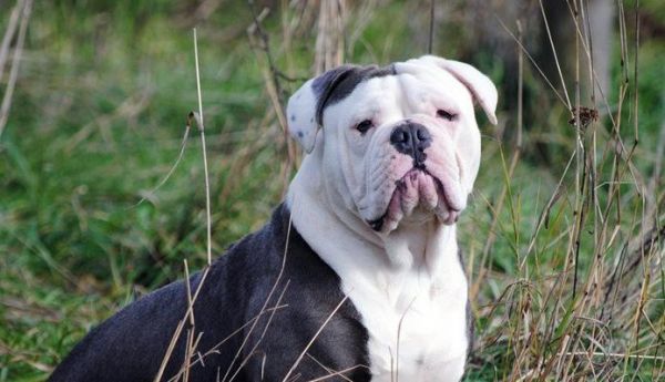 英国斗牛犬饮食过敏全解析（宠物饮食健康的重要性及如何预防饮食过敏）