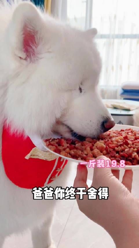 家有萌宠 狗粮吃腻了，来点这个五种肉……