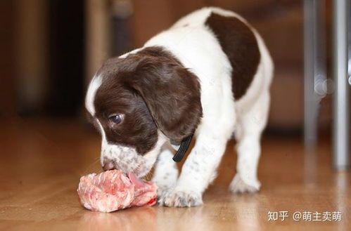 狗狗不宜吃绿豆糕,易消化不良。