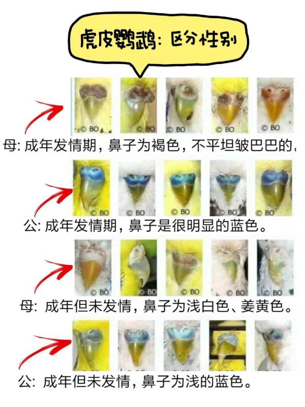 鹦鹉鸟如何分辨公母图片