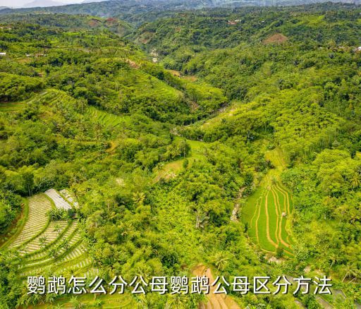 鹦鹉怎么分公母鹦鹉公母区分方法