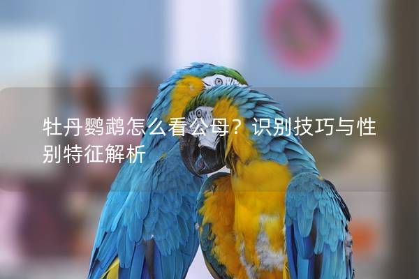 牡丹鹦鹉怎么看公母？识别技巧与性别特征解析