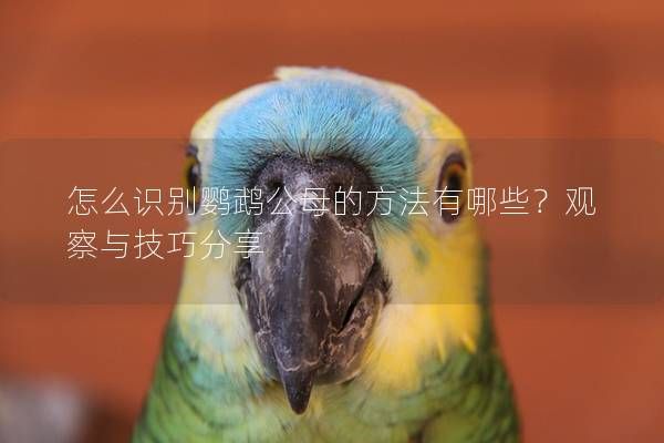 怎么识别鹦鹉公母的方法有哪些？观察与技巧分享