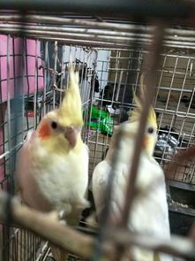 炫风鹦鹉公母识别技巧，宠物选购指南