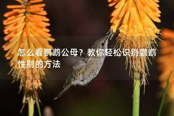 怎么看鹦鹉公母？教你轻松识别鹦鹉性别的方法