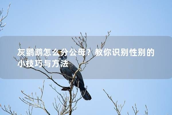 灰鹦鹉怎么分公母？教你识别性别的小技巧与方法