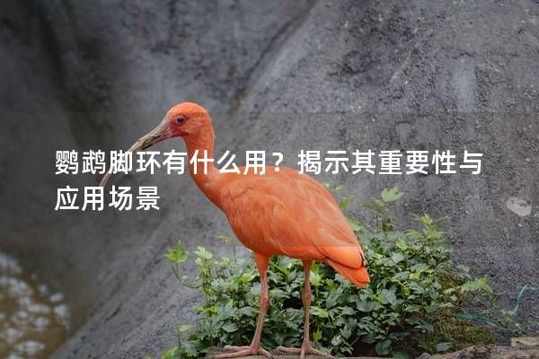 鹦鹉脚环有什么用？揭示其重要性与应用场景