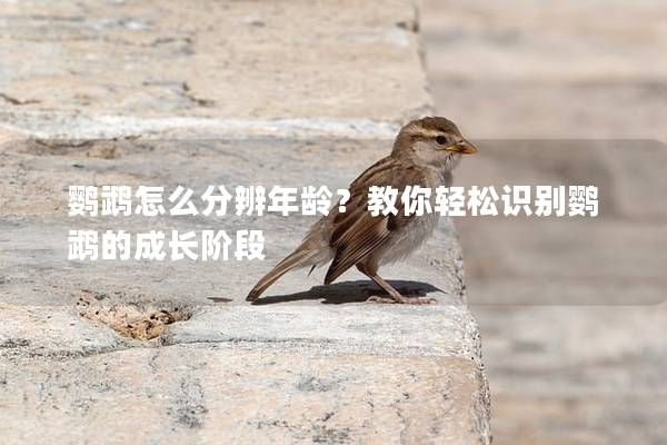鹦鹉怎么分辨年龄？教你轻松识别鹦鹉的成长阶段