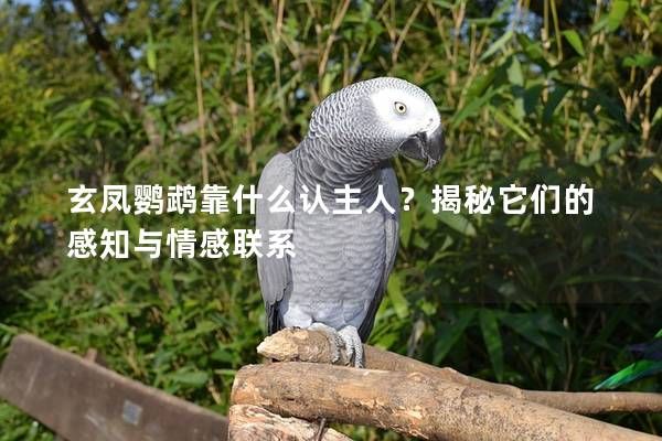 玄凤鹦鹉靠什么认主人？揭秘它们的感知与情感联系