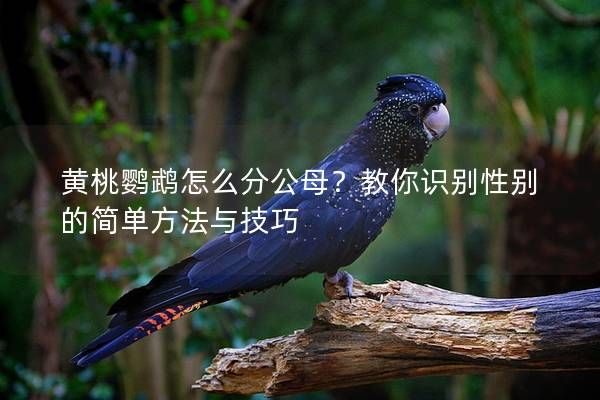 黄桃鹦鹉怎么分公母？教你识别性别的简单方法与技巧