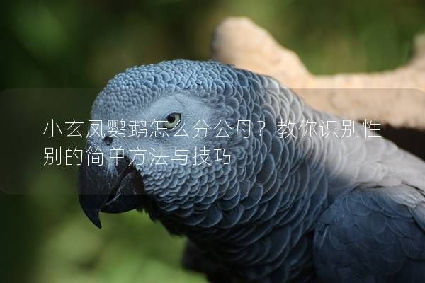 小玄凤鹦鹉怎么分公母？教你识别性别的简单方法与技巧