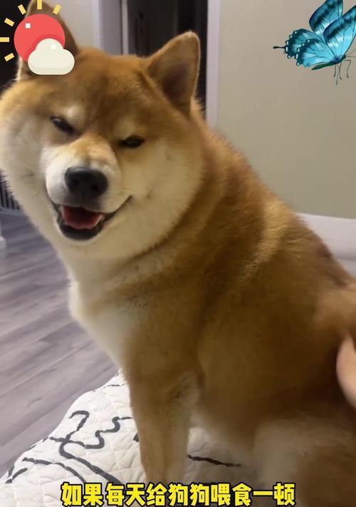 健康宠物，合理饮食——狗狗一天应该吃多少？（如何合理控制狗狗的饮食量？（）