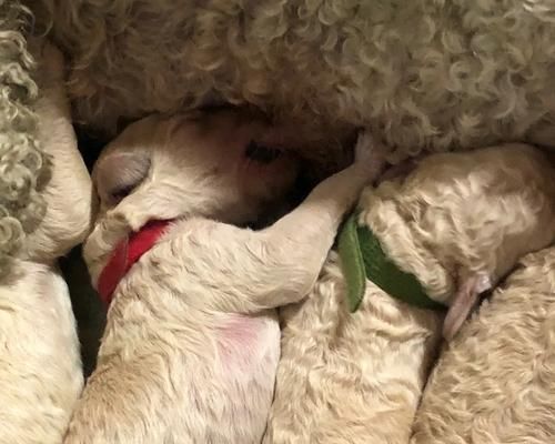 狗狗下奶食谱大全（给爱犬提供最佳下奶食物，营养均衡无忧）