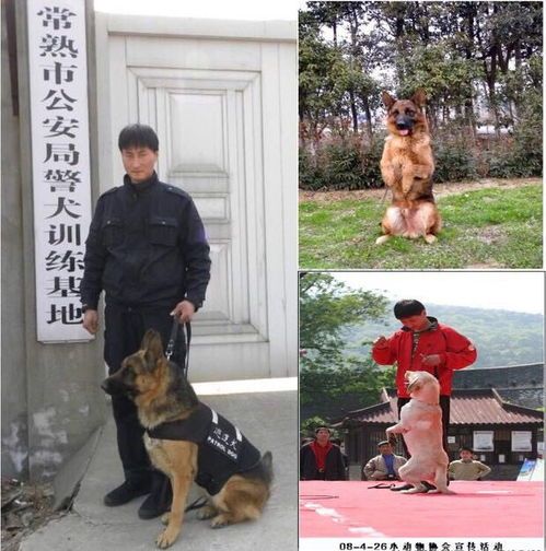 产后狗狗,细心呵护!